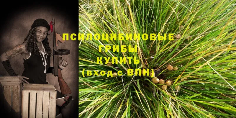 Псилоцибиновые грибы Psilocybine cubensis  Билибино 